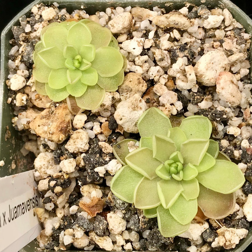 Pinguicula Emarginata x Juamavensis (image for) Pinguicula Emarginata x Juamavensis